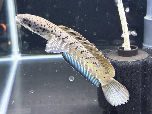 画像2: チャンナ オルナティピンニス(11cm±)WILD★ (2)