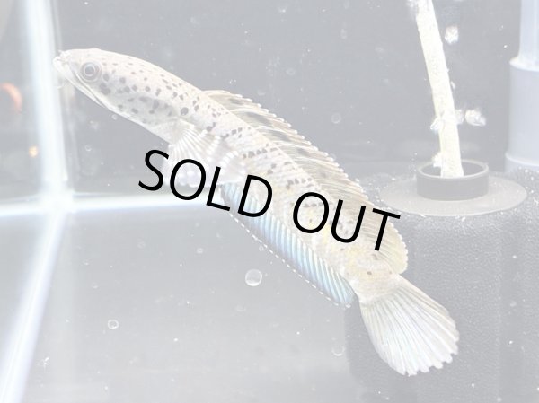 画像2: チャンナ オルナティピンニス(11cm±)WILD (2)