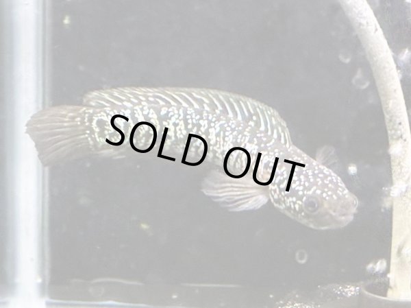 画像1: スターダストダイヤモンドコウタイ(12cm±)上物 (1)