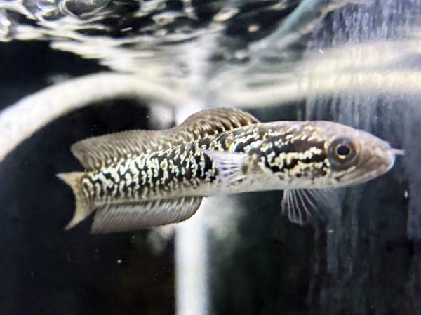 画像3: スターダストダイヤモンドコウタイ(9cm±) (3)