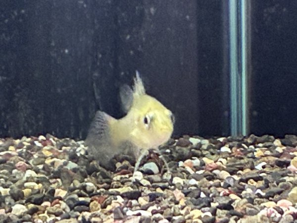 画像2: ゴールデンパーチ(5cm±)WILD★ (2)