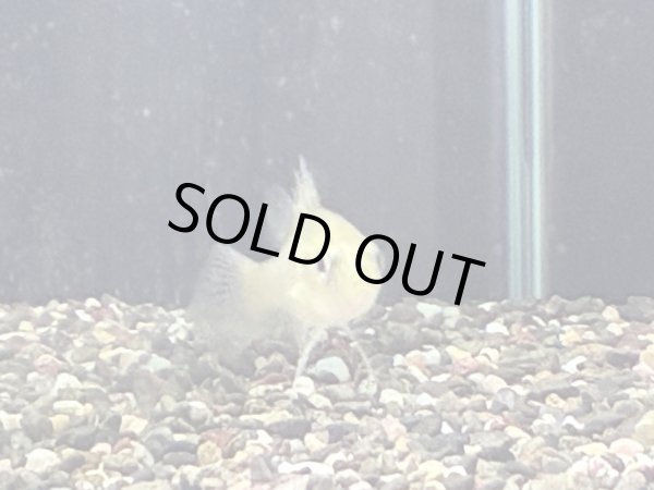 画像2: ゴールデンパーチ(5cm±)WILD (2)