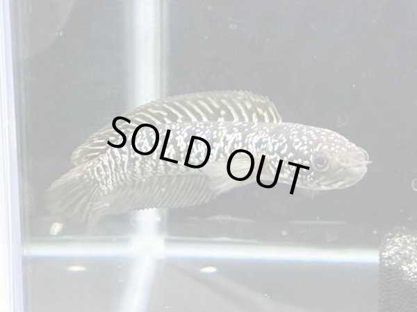 画像4: スターダストダイヤモンドコウタイ(12cm±)上物 (4)