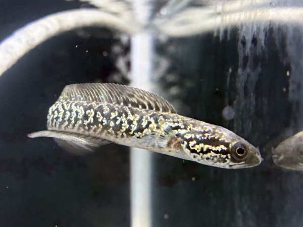 画像1: スターダストダイヤモンドコウタイ(9cm±) (1)