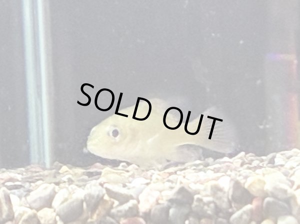 画像1: ゴールデンパーチ(5cm±)WILD (1)