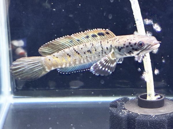 画像3: チャンナ オルナティピンニス(11cm±)WILD★ (3)