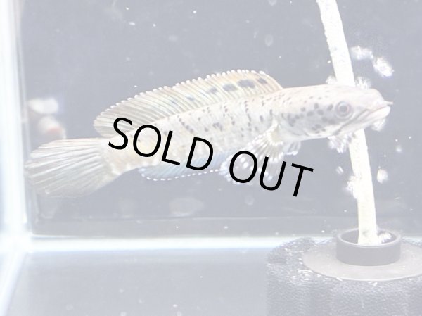 画像3: チャンナ オルナティピンニス(11cm±)WILD (3)