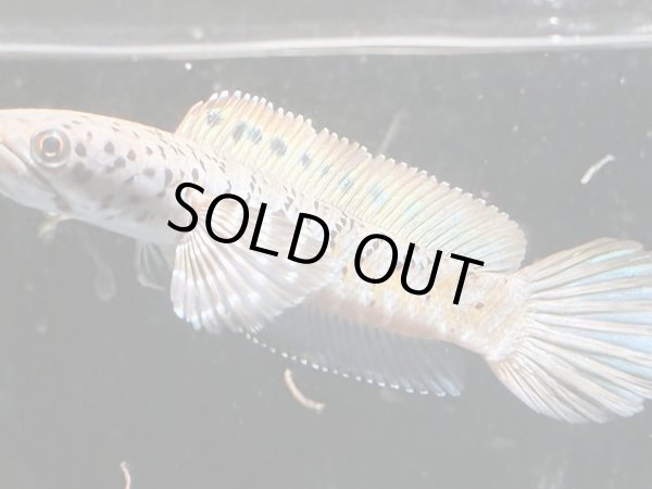 画像1: チャンナ オルナティピンニス(11cm±)WILD (1)