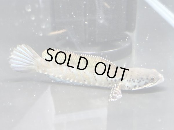 画像2: チャンナ オルナティピンニス(13cm±)WILD★ (2)