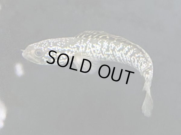 画像5: スターダストダイヤモンドコウタイ(12cm±)上物 (5)