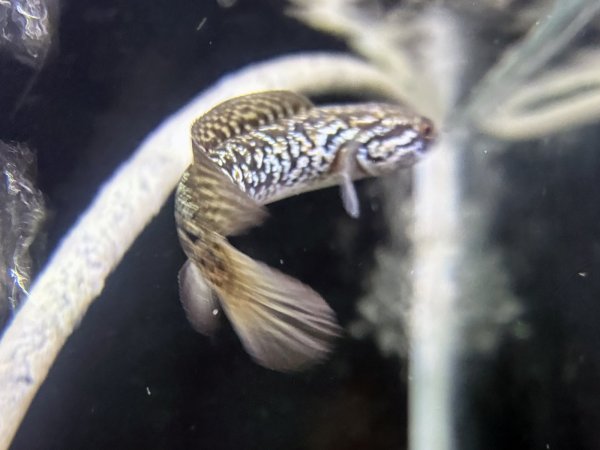 画像2: スターダストダイヤモンドコウタイ(9cm±) (2)