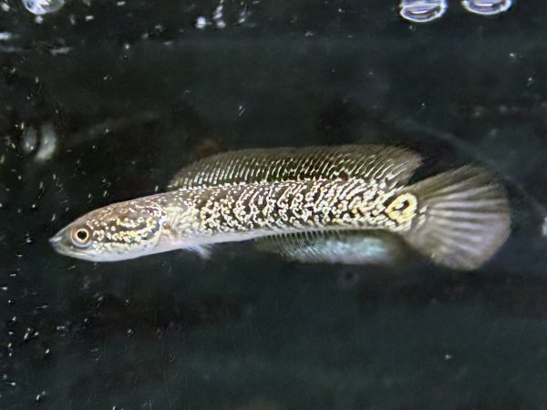 画像1: スターダストダイヤモンドコウタイ(9cm±) (1)