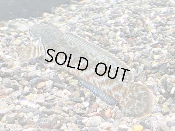 画像2: チャンナ コッキネア(11cm±)WILD (2)