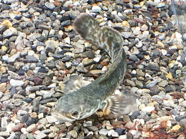 画像4: チャンナ コッキネア(11cm±)WILD★ (4)