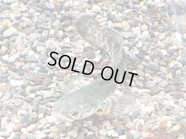 画像4: チャンナ コッキネア(11cm±)WILD (4)