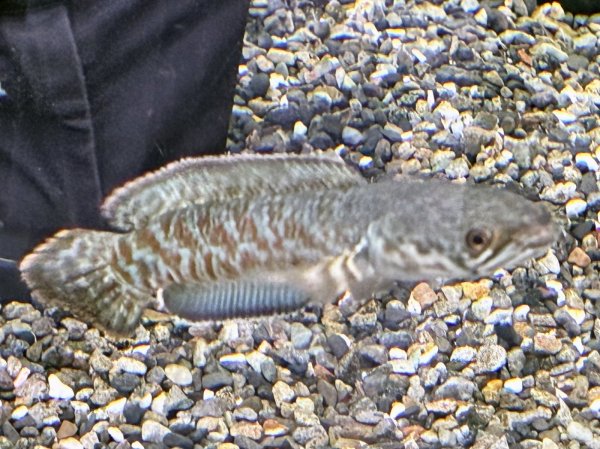 画像1: チャンナ コッキネア(11cm±)WILD★ (1)