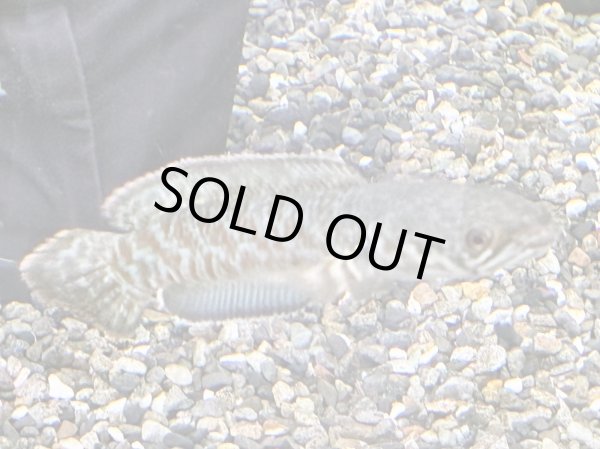 画像1: チャンナ コッキネア(11cm±)WILD (1)