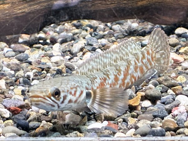 画像2: チャンナ コッキネア(10cm±)WILD★ (2)