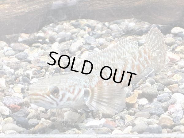 画像2: チャンナ コッキネア(10cm±)WILD (2)