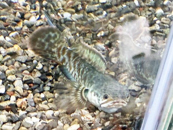 画像3: チャンナ コッキネア(11cm±)WILD★ (3)