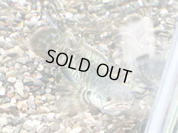 画像3: チャンナ コッキネア(11cm±)WILD (3)