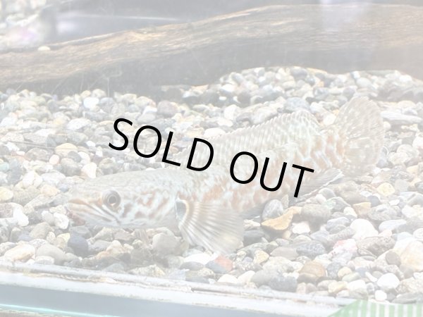 画像1: チャンナ コッキネア(10cm±)WILD (1)