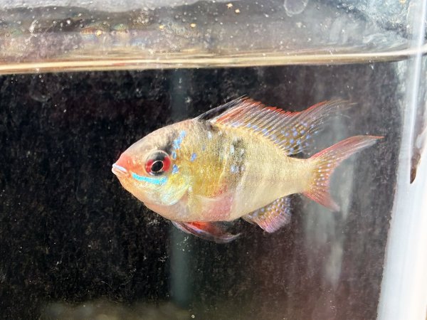 画像5: ドイツラミレジィ ロングフィン 上物 1ペア★ (5)