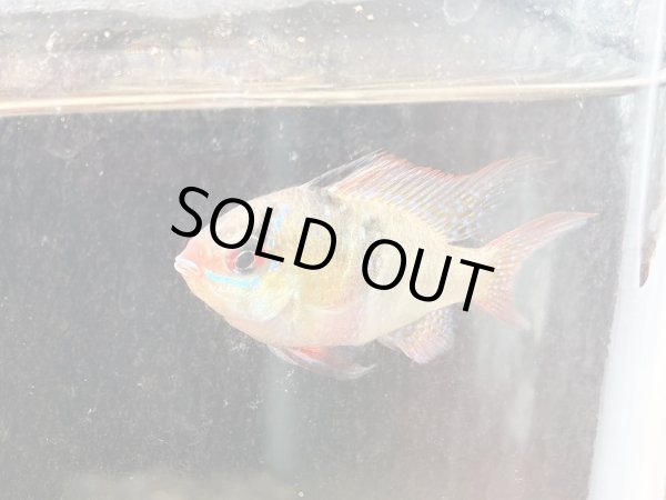 画像5: ドイツラミレジィ ロングフィン 上物 1ペア★ (5)