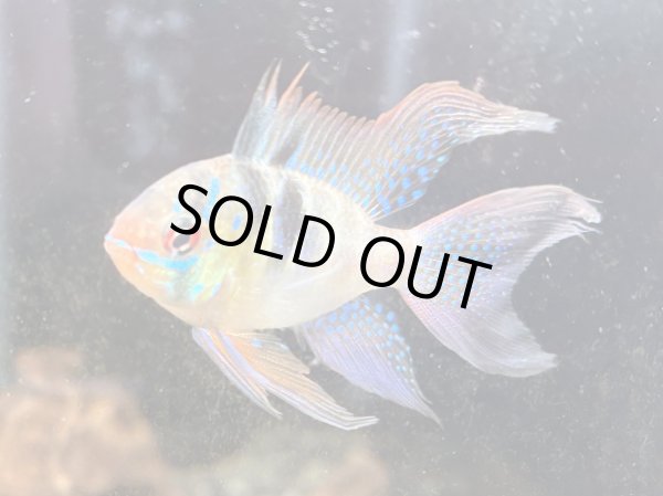 画像1: ドイツラミレジィ ロングフィン 上物 1ペア★ (1)