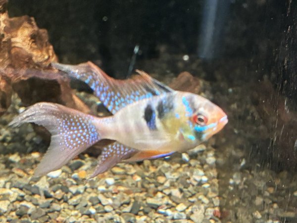 画像4: ドイツラミレジィ ロングフィン 上物 1ペア★ (4)