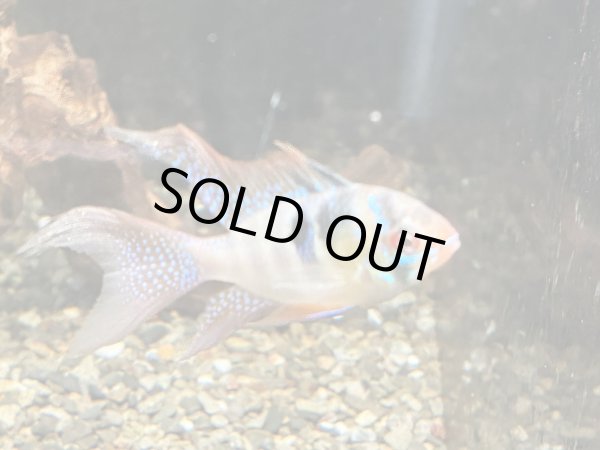 画像4: ドイツラミレジィ ロングフィン 上物 1ペア★ (4)