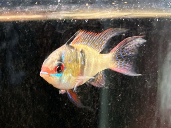 画像6: ドイツラミレジィ ロングフィン 上物 1ペア★ (6)