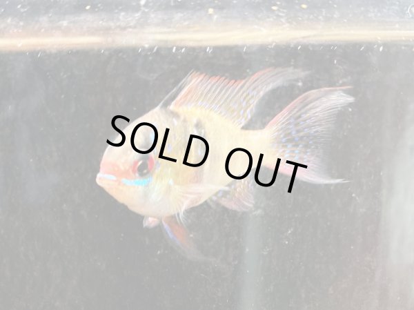 画像6: ドイツラミレジィ ロングフィン 上物 1ペア★ (6)