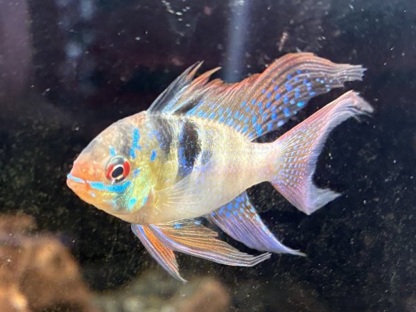 画像2: ドイツラミレジィ ロングフィン 上物 1ペア★ (2)