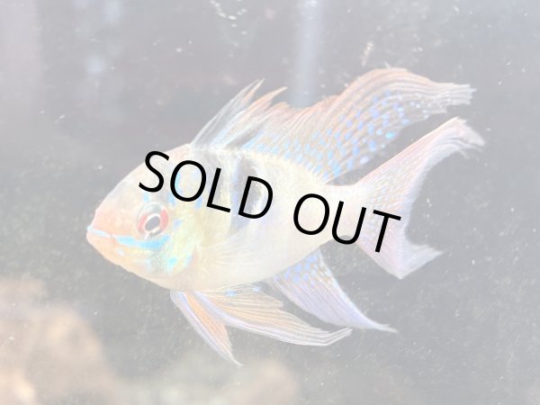 画像2: ドイツラミレジィ ロングフィン 上物 1ペア★ (2)