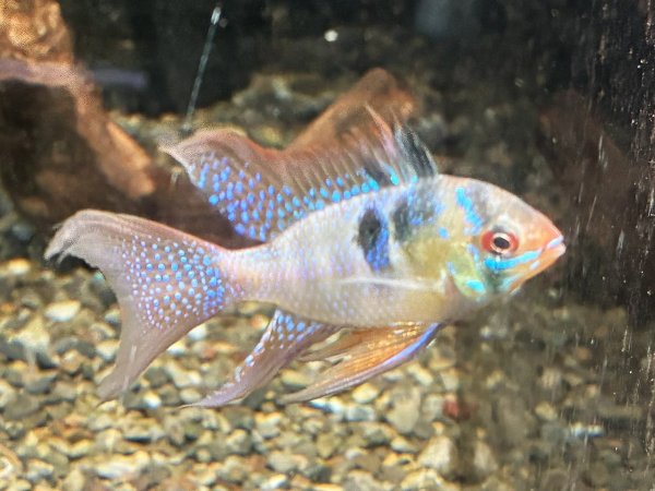 画像3: ドイツラミレジィ ロングフィン 上物 1ペア★ (3)