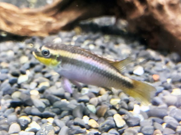 画像4: ペルヴィカクロミス クリベンシス ローベ 1ペア EUブリード★ (4)