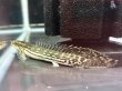 画像1: ポリプテルス ラプエン(9cm±)ブリード (1)