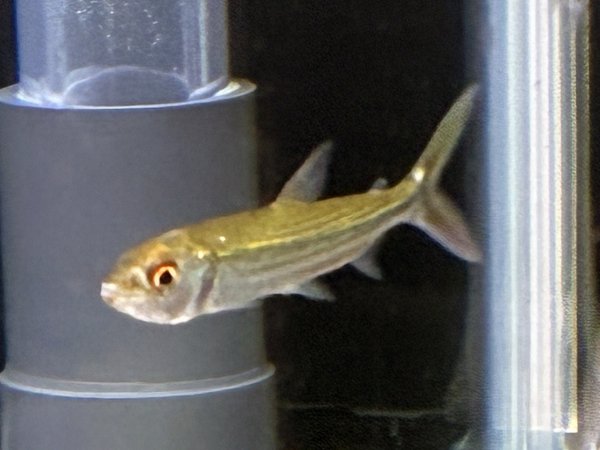 画像1: アフリカンタイガーフィッシュ ビッタータス(7cm±)WILD★ (1)