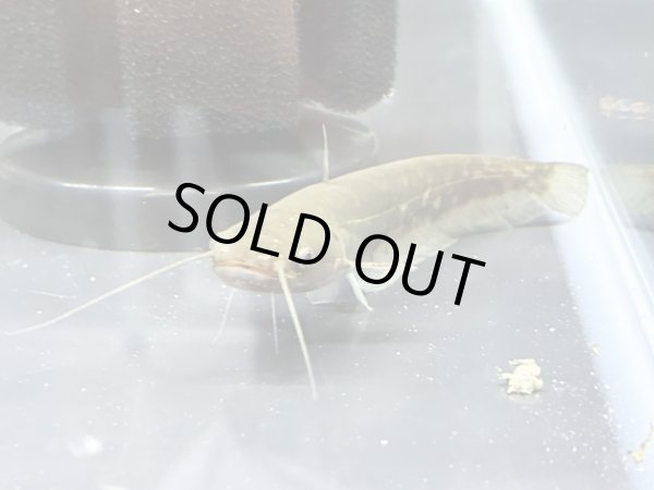 画像1: イワトコナマズ(9cm±)ブリード▲ (1)