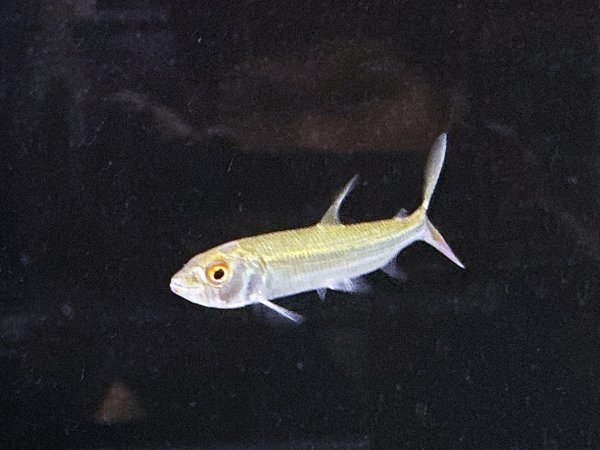 画像2: アフリカンタイガーフィッシュ ビッタータス(7cm±)WILD★ (2)