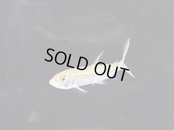 画像2: アフリカンタイガーフィッシュ ビッタータス(7cm±)WILD★ (2)