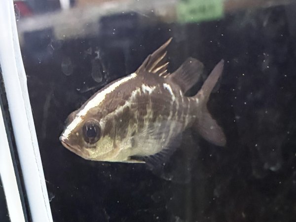 画像1: バラマンディ(9cm±)WILD★ (1)