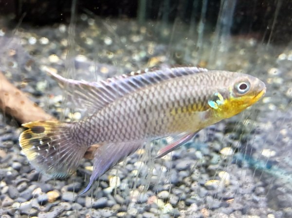 画像3: ペルヴィカクロミス クリベンシス ローベ 1ペア EUブリード★ (3)