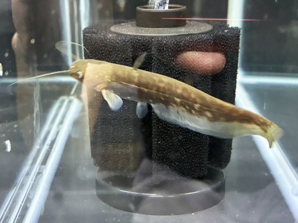 画像2: イワトコナマズ(9cm±)ブリード▲ (2)