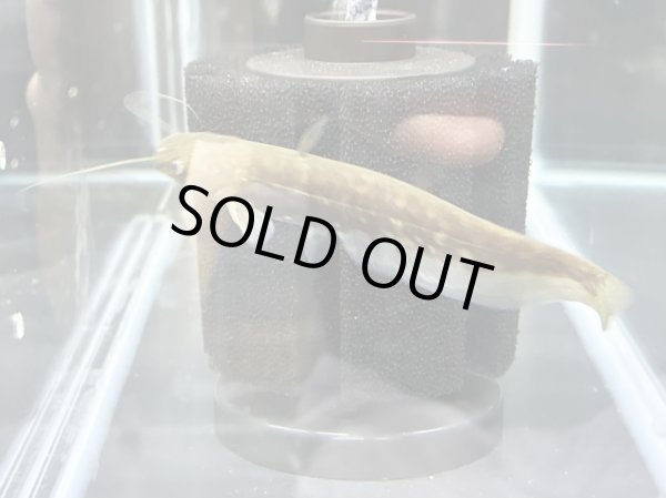 画像2: イワトコナマズ(9cm±)ブリード▲ (2)