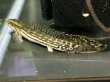画像2: ポリプテルス ラプエン(9cm±)ブリード (2)