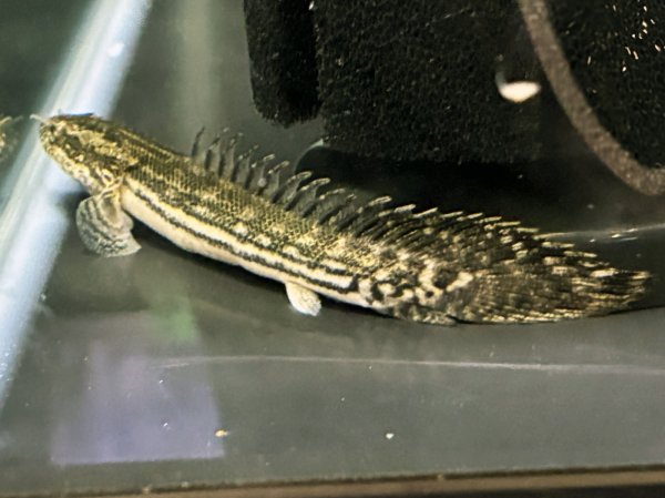 画像2: ポリプテルス ラプエン(9cm±)ブリード (2)