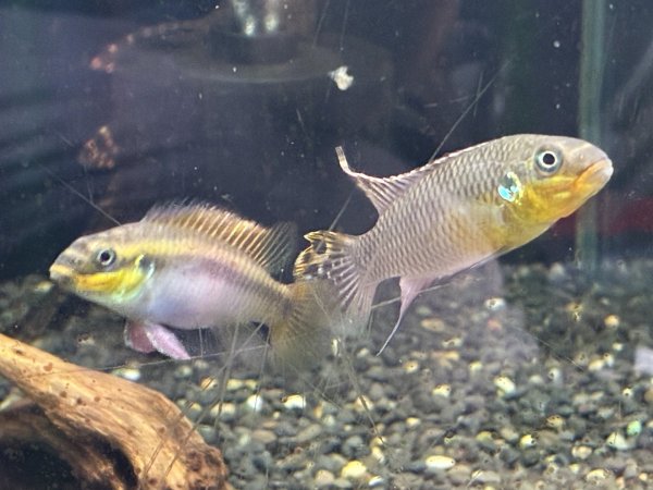 画像1: ペルヴィカクロミス クリベンシス ローベ 1ペア EUブリード★ (1)