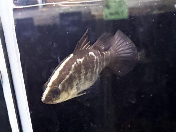 画像2: バラマンディ(9cm±)WILD★ (2)